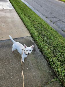 Petco Grooming photo 7