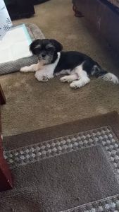 Petco Grooming photo 8