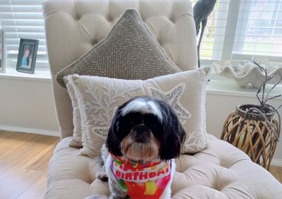 Petco Grooming photo 9