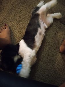 Petco Grooming photo 10