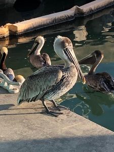 Fisherman’s Wharf Marina photo 7