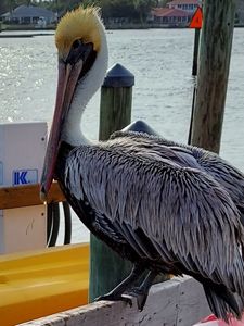 Fisherman’s Wharf Marina photo 46