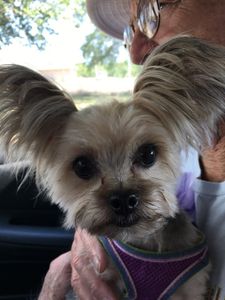 Animal Alley Grooming photo 2