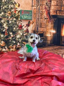 Animal Alley Grooming photo 4