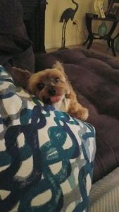 Animal Alley Grooming photo 5