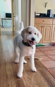 Grooming Tails Of Venice photo 3