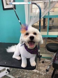 Grooming Tails Of Venice photo 7