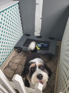 Grooming Tails Of Venice photo 8