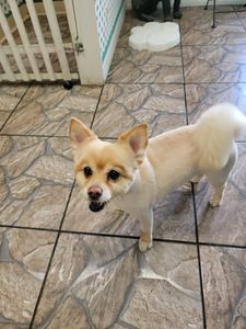 Grooming Tails Of Venice photo 10