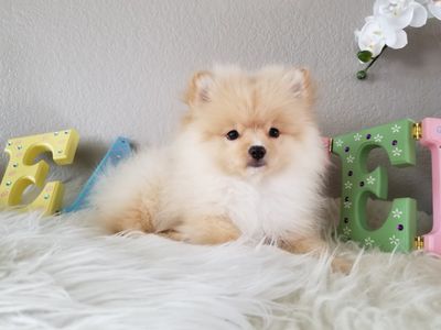 Grooming Tails Of Venice photo 11