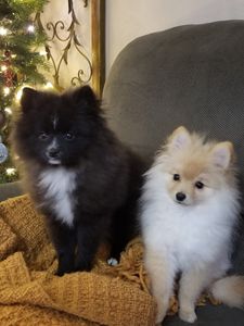 Grooming Tails Of Venice photo 13