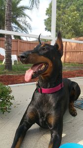 Grooming Tails Of Venice photo 16