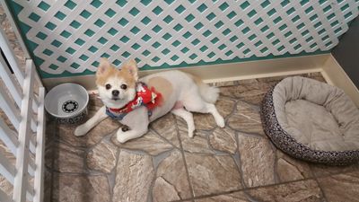 Grooming Tails Of Venice photo 18