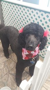 Grooming Tails Of Venice photo 20