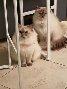 Grooming Tails Of Venice photo 27