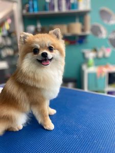 Grooming Tails Of Venice photo 32