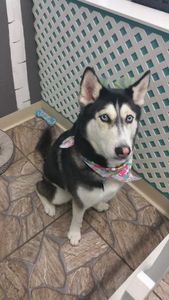 Grooming Tails Of Venice photo 34