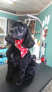 Grooming Tails Of Venice photo 35