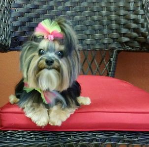 Grooming Tails Of Venice photo 36