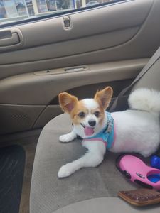 Grooming Tails Of Venice photo 39