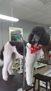 Grooming Tails Of Venice photo 40