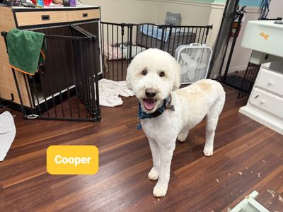 Tranquility Pet Spa photo 3