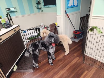 Tranquility Pet Spa photo 4