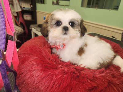 Tranquility Pet Spa photo 5