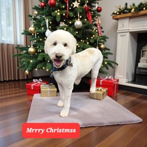 Tranquility Pet Spa photo 6