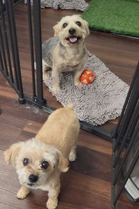 Tranquility Pet Spa photo 7