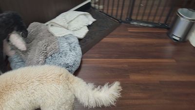 Tranquility Pet Spa photo 8