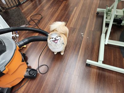 Tranquility Pet Spa photo 9