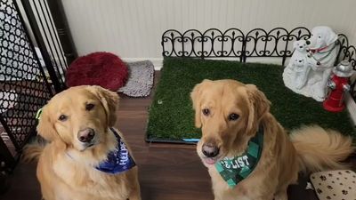 Tranquility Pet Spa photo 10