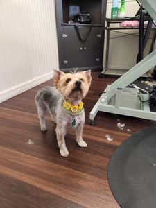 Tranquility Pet Spa photo 11