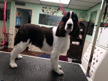 Tranquility Pet Spa photo 12