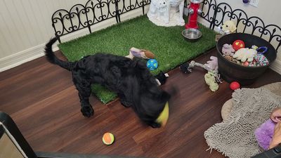 Tranquility Pet Spa photo 14