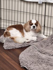 Tranquility Pet Spa photo 15