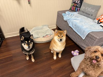 Tranquility Pet Spa photo 16