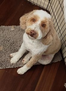 Tranquility Pet Spa photo 17