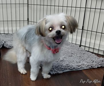 Tranquility Pet Spa photo 18