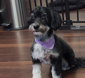 Tranquility Pet Spa photo 19