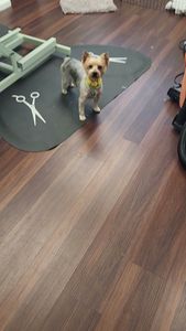 Tranquility Pet Spa photo 20