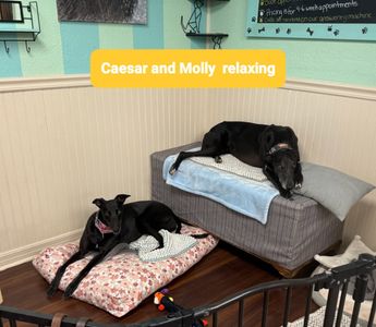 Tranquility Pet Spa photo 21