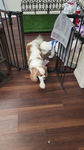 Tranquility Pet Spa photo 22