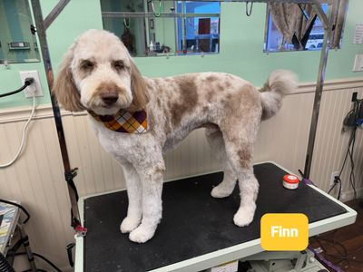 Tranquility Pet Spa photo 23