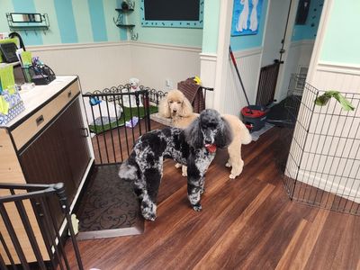 Tranquility Pet Spa photo 24