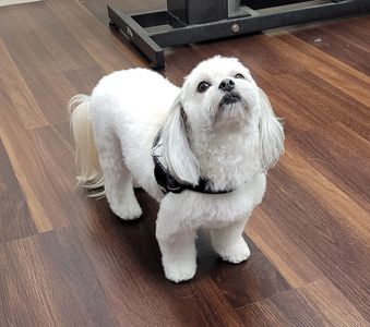 Tranquility Pet Spa photo 25