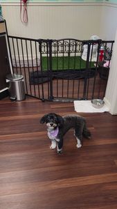 Tranquility Pet Spa photo 28