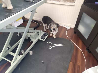 Tranquility Pet Spa photo 29