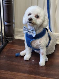 Tranquility Pet Spa photo 33